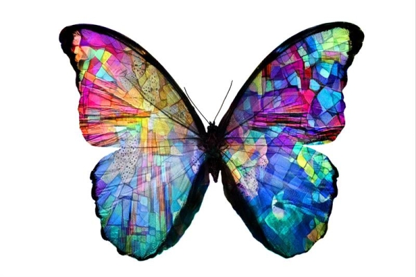 butterfly